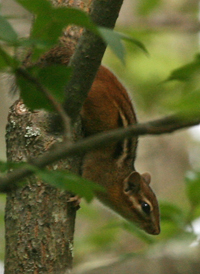 Eastern Chipmunk